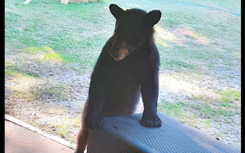 A black bear enters a garage in the Sweet City area searching for food.  The bear, dubbed "Sunflower" by some residents and law enforcement, had been pilfering bird seed from the residence for several days during the weekend of June 22-23.
